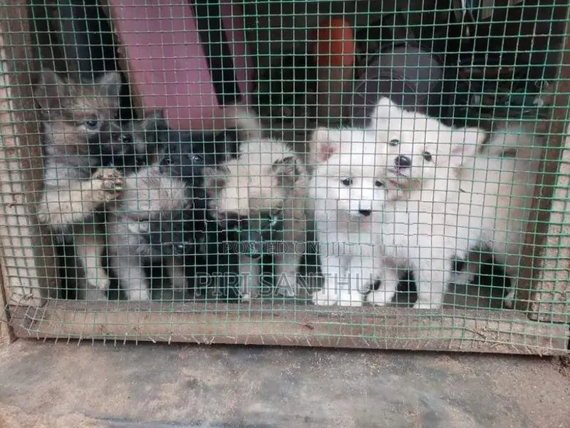 Lion Pomeranian Puppies