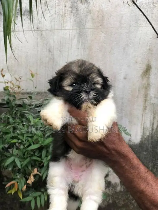 Shih Tzu Puppies