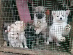 Lion Pomeranian Puppies