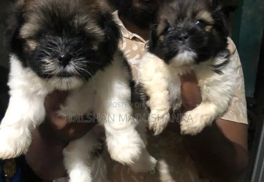 Shih Tzu Puppies
