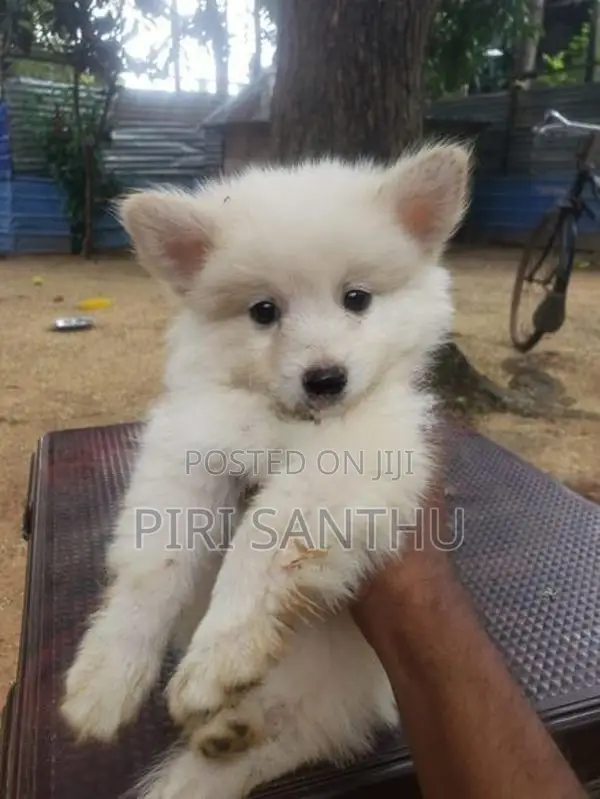 Lion Pomeranian Puppies
