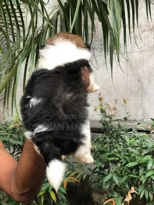 Shih Tzu Puppies