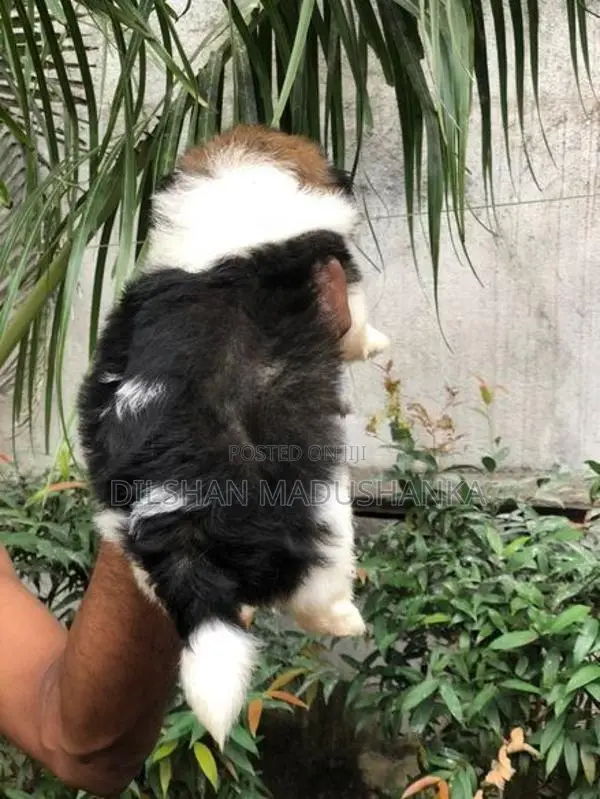 Shih Tzu Puppies