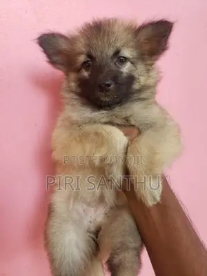 Lion Pomeranian Puppies
