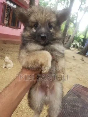Lion Pomeranian Puppies