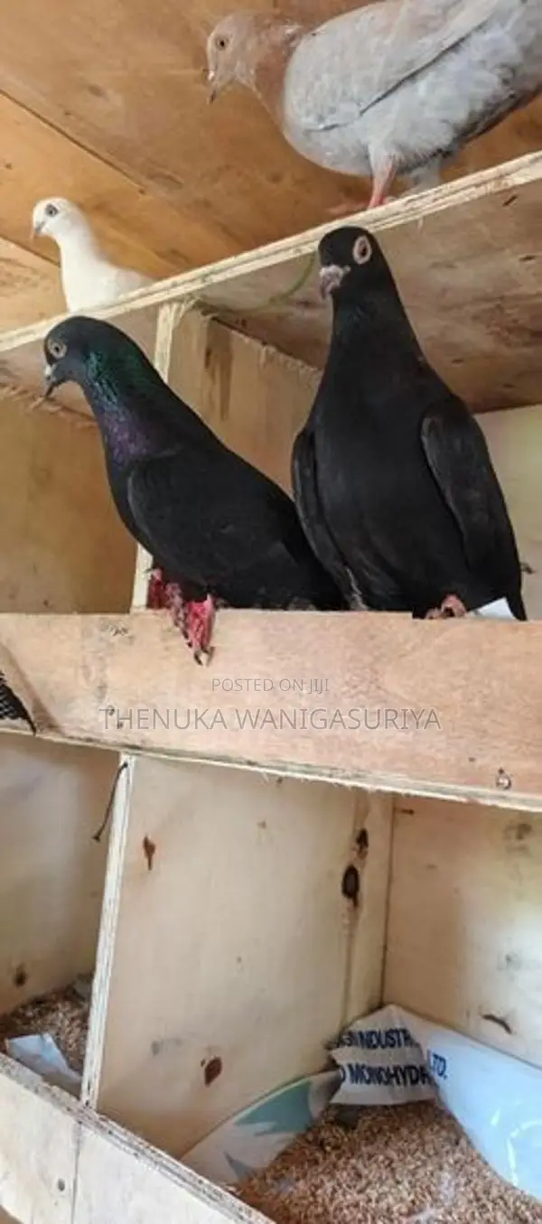 Black Indian Pigeon