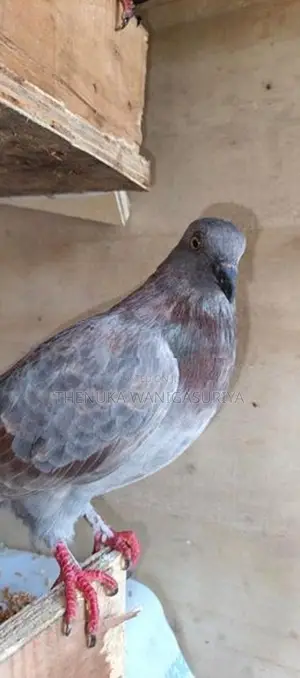Pigeon