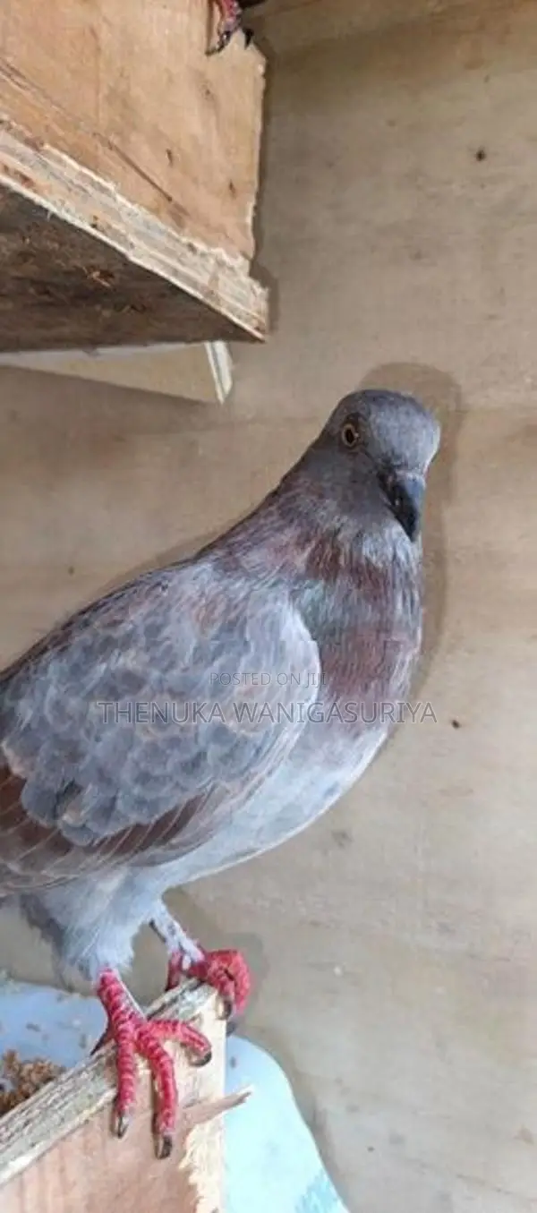 Pigeon