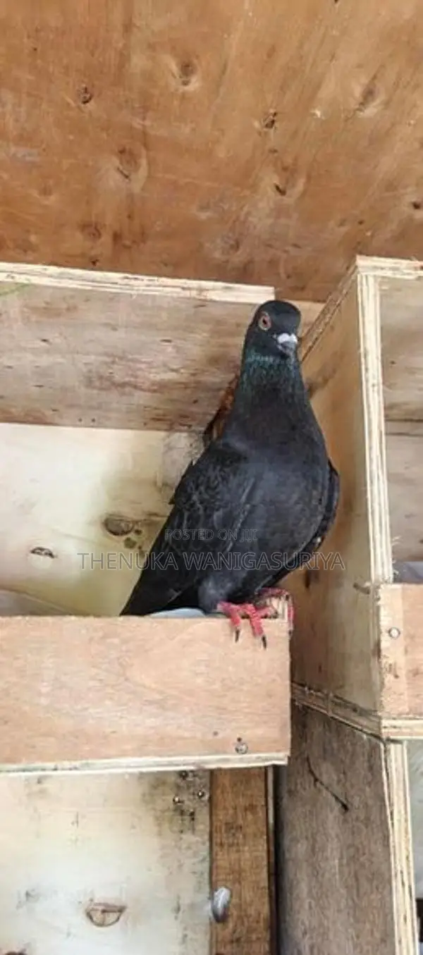 Black Indian Pigeon