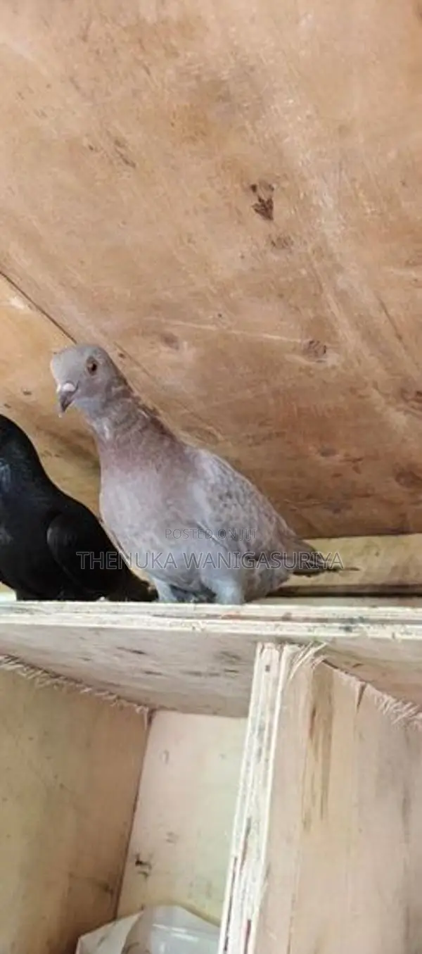 Pigeon