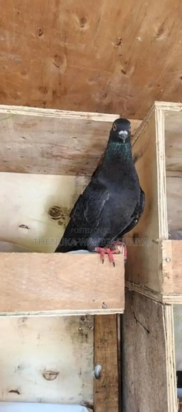 Black Indian Pigeon