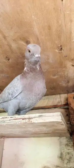 Pigeon
