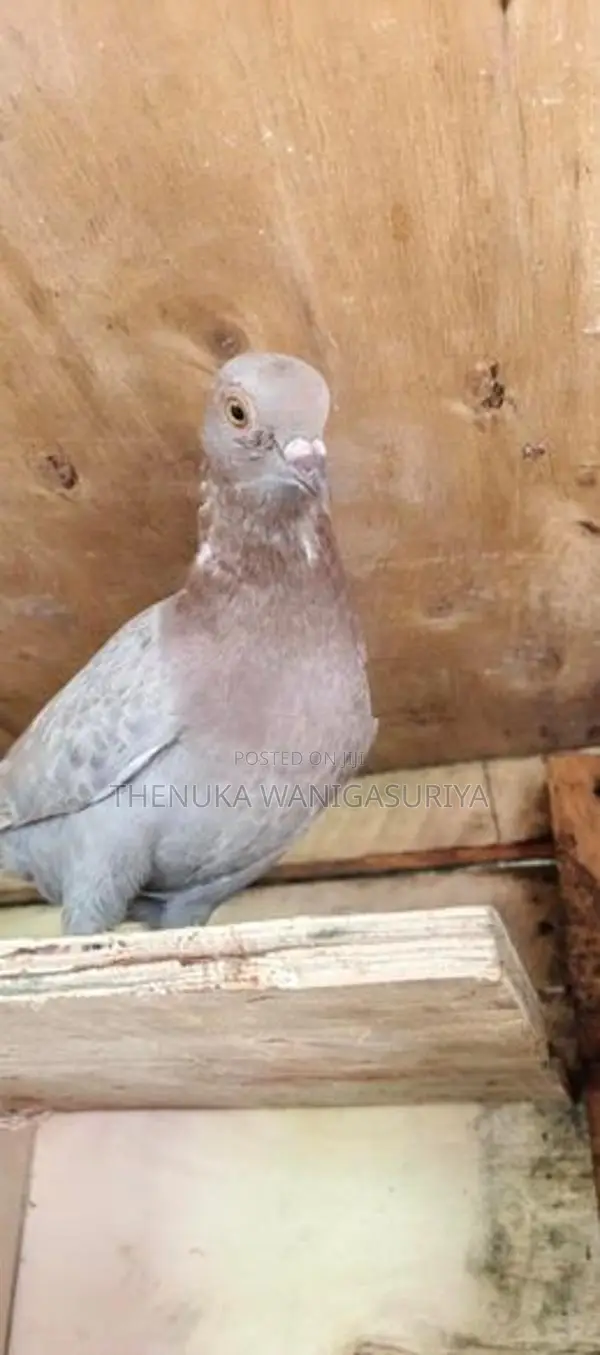 Pigeon