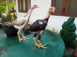 ඇසීල් පැටව්න්