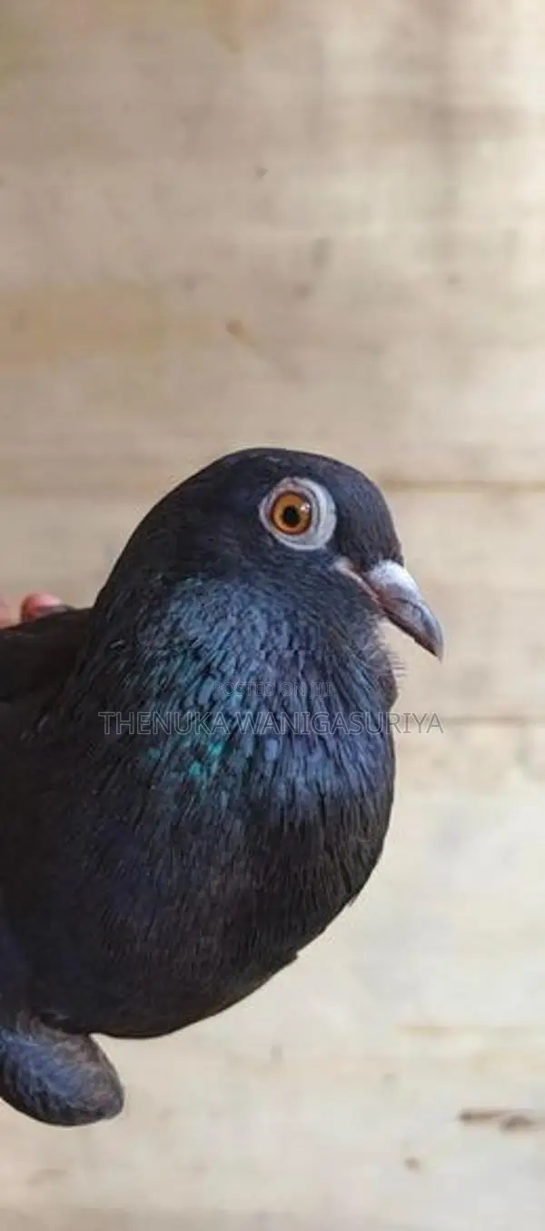 Black Indian Pigeon
