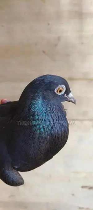 Black Indian Pigeon