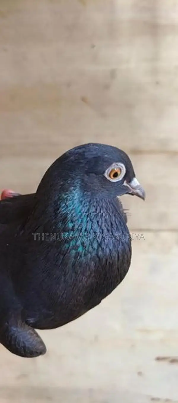 Black Indian Pigeon