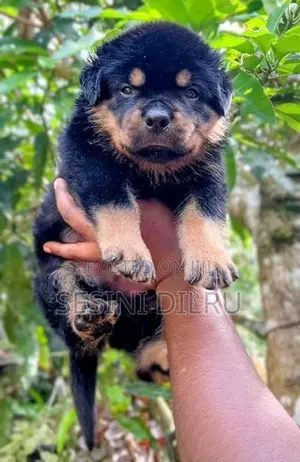 Rottweiler Puppy