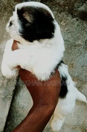 Shih Tzu Puppy