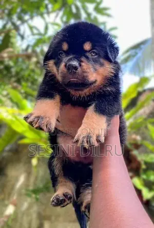 Rottweiler Puppy