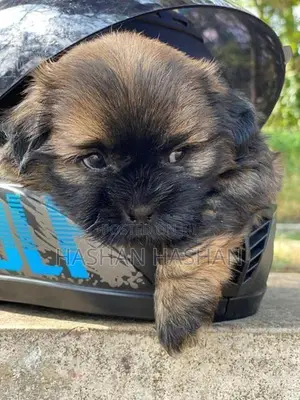 Shih Tzu Puppy