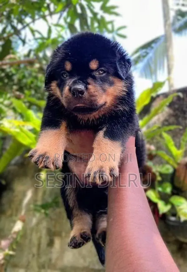 Rottweiler Puppy