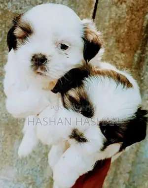 Shih Tzu Puppy