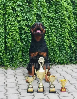 Rottweiler Puppy