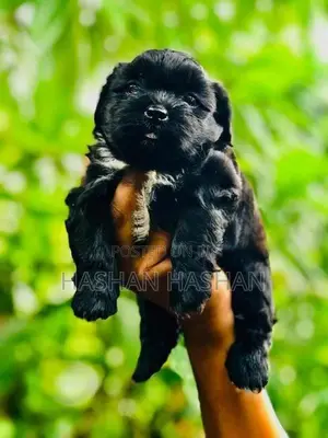Shih Tzu Puppy