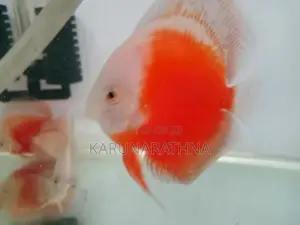 Discus Fish