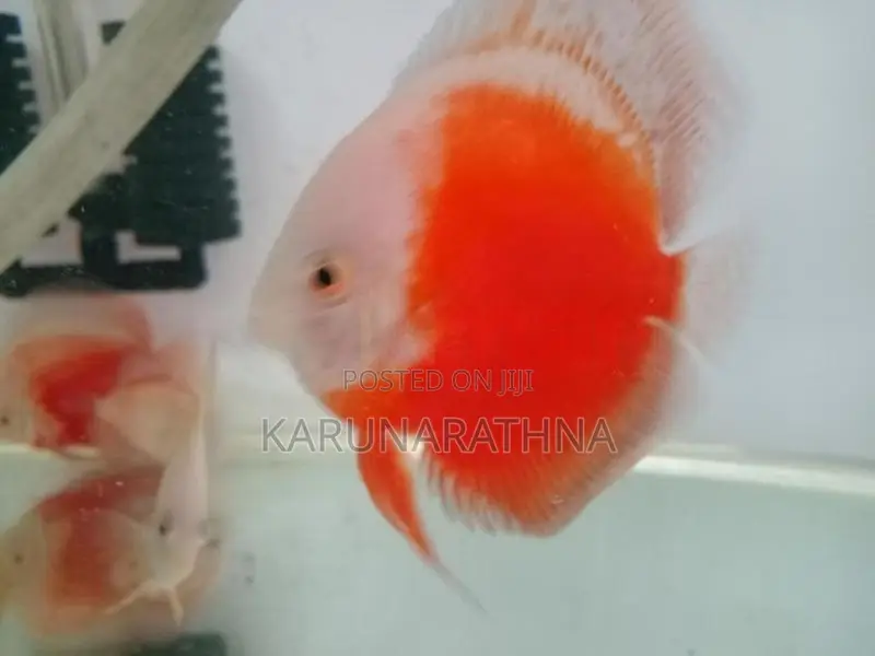 Discus Fish