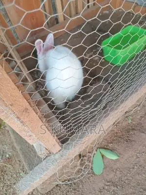 Rabbits