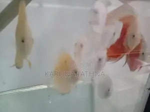 Discus Fish