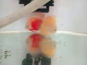 Discus Fish