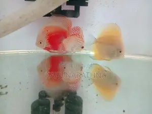Discus Fish