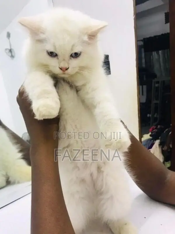 Persion Cat