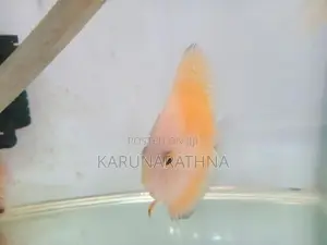 Discus Fish
