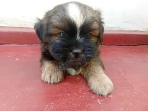 Shih Tzu Puppy