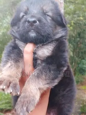 German sherpad puppy