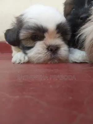 Shih Tzu Puppy