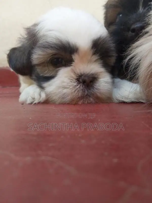 Shih Tzu Puppy