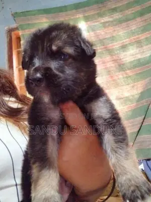 German sherpad puppy