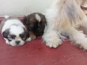 Shih Tzu Puppy