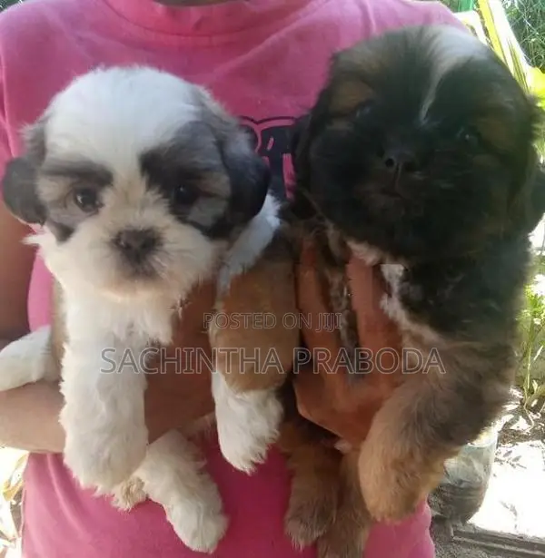 Shih Tzu Puppy