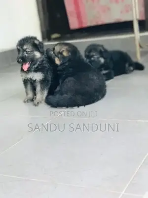German sherpad puppy
