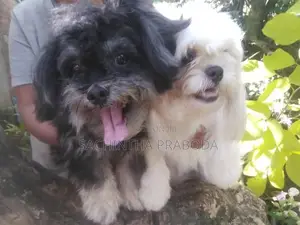 Shih Tzu Puppy