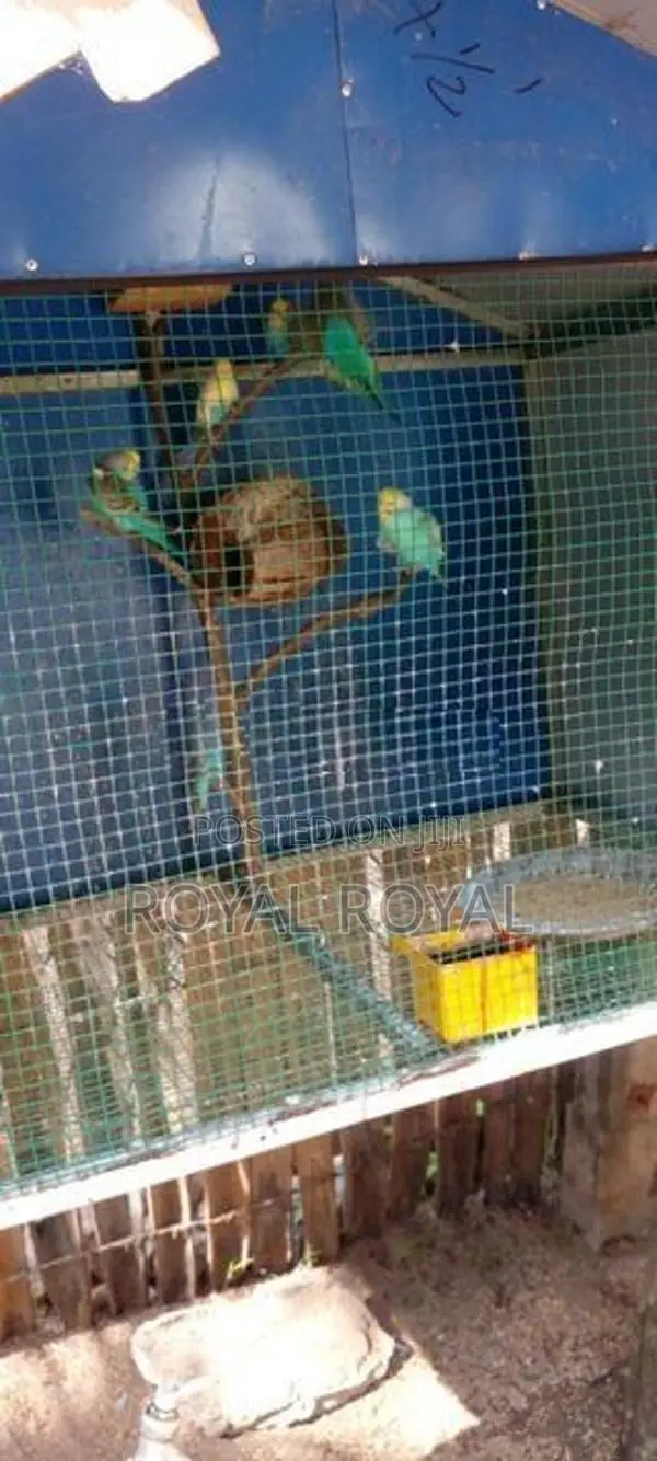 Love Birds