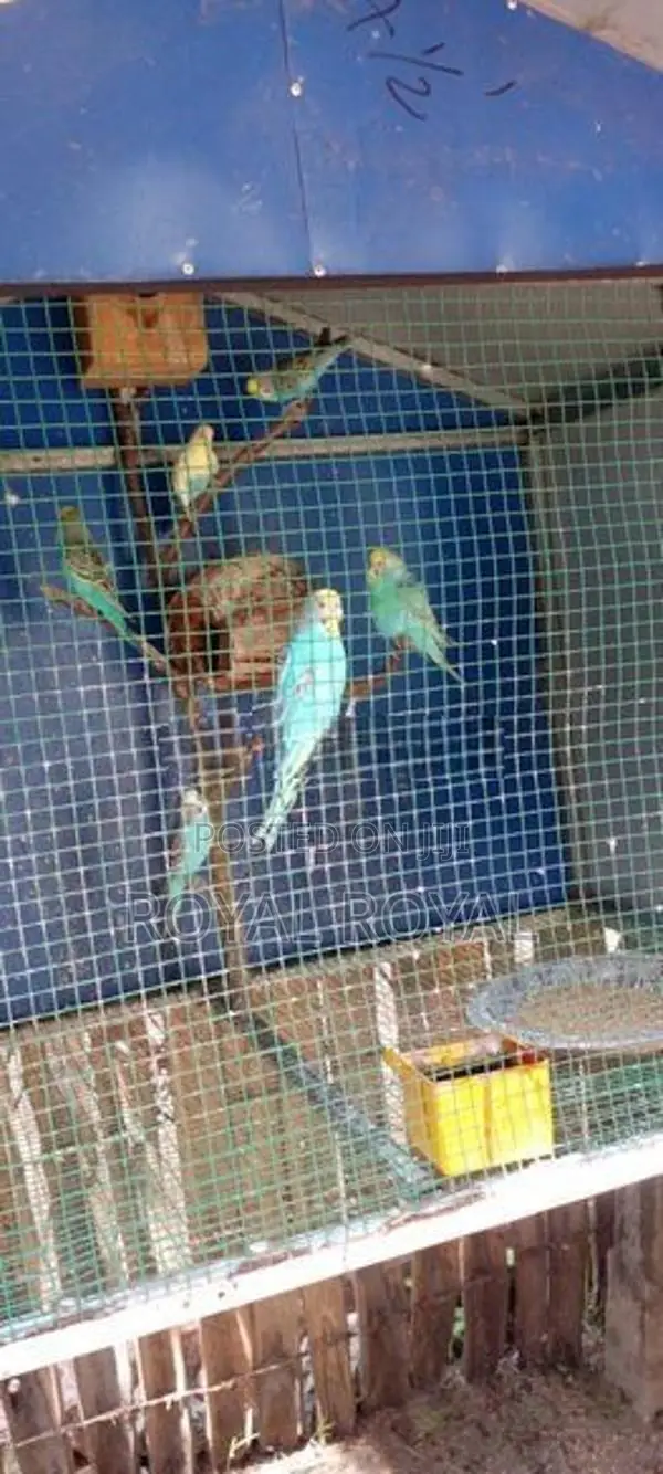 Love Birds