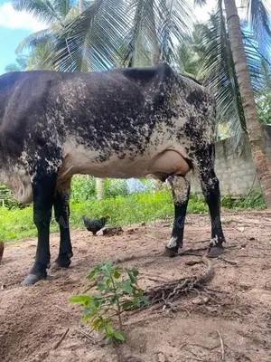 Kiri Eladana Sha Wassi Patawa