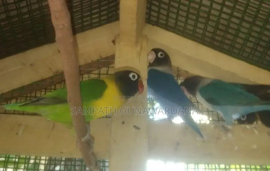 African Love Birds